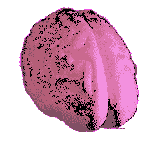 Animated Brain